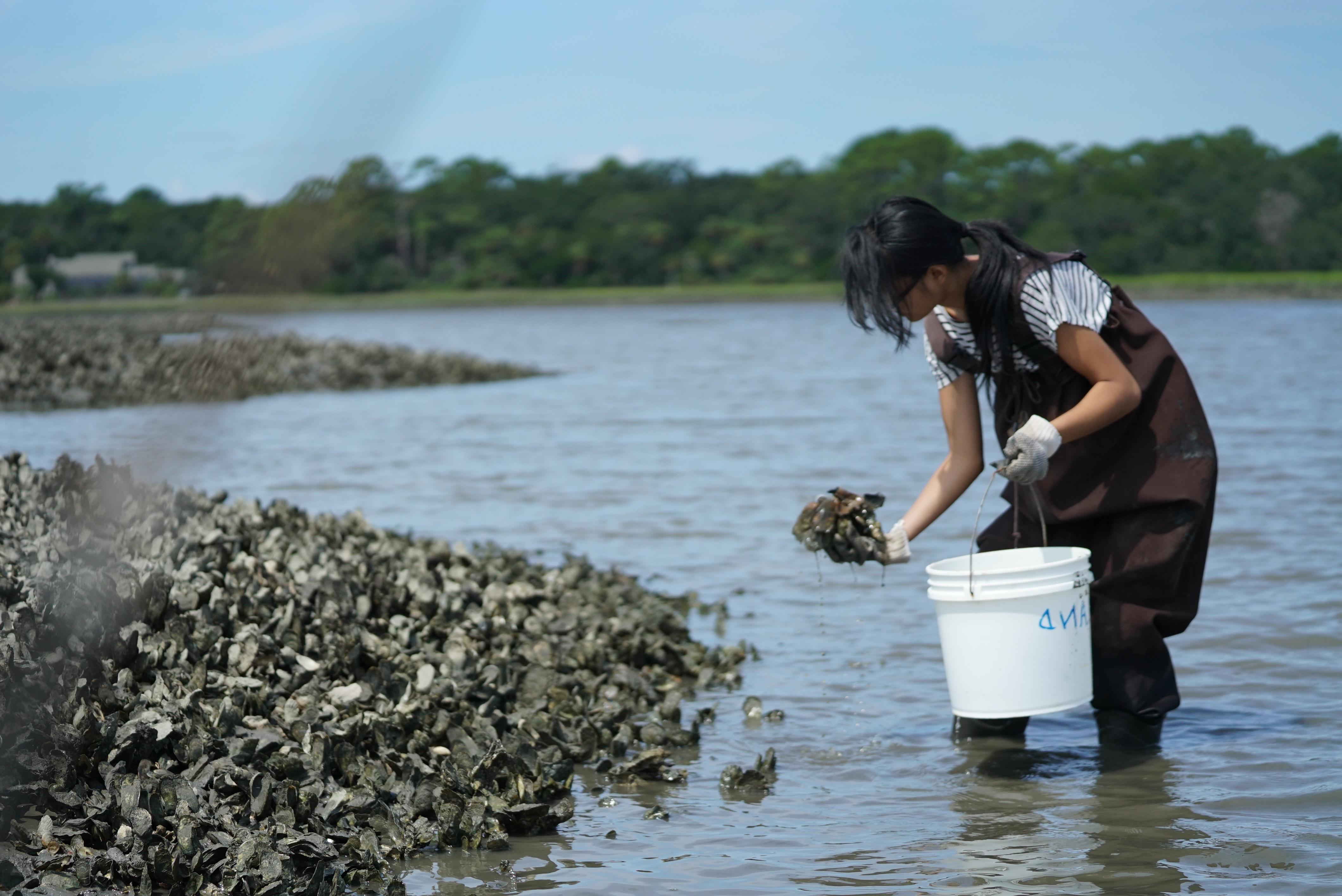 oysters